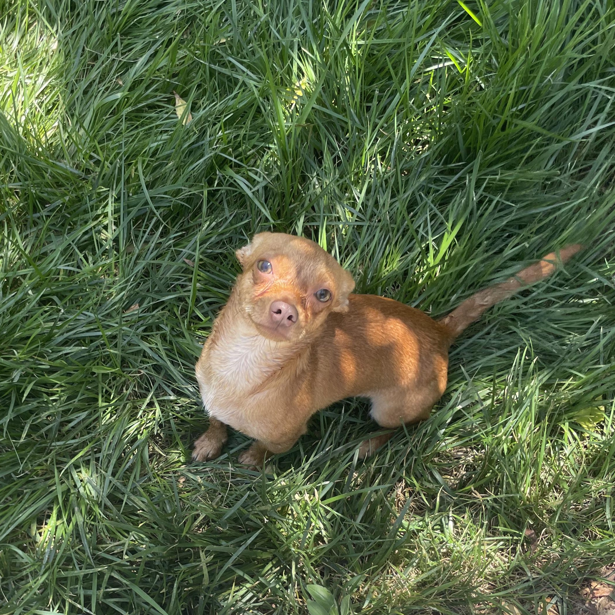 Enlarge Chappie, an adoptable Chihuahua in Seal Beach, CA image 5/6