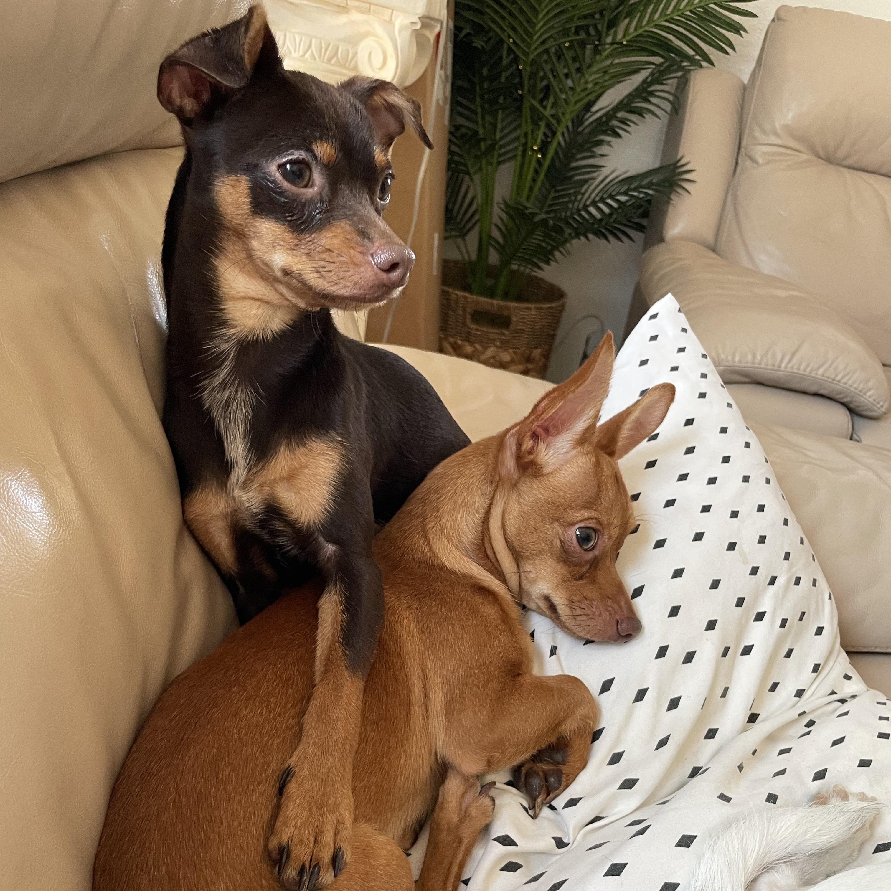 Enlarge Chappie, an adoptable Chihuahua in Seal Beach, CA image 6/6