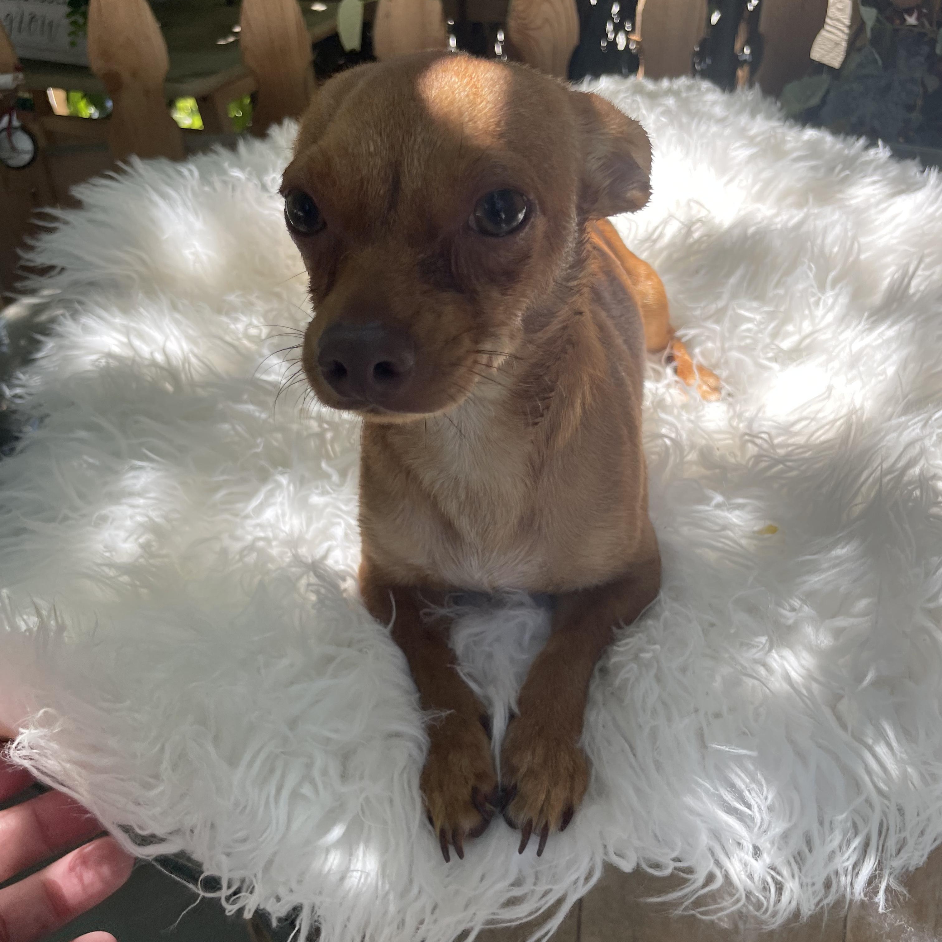 Enlarge Chappie, an adoptable Chihuahua in Seal Beach, CA image 2/6