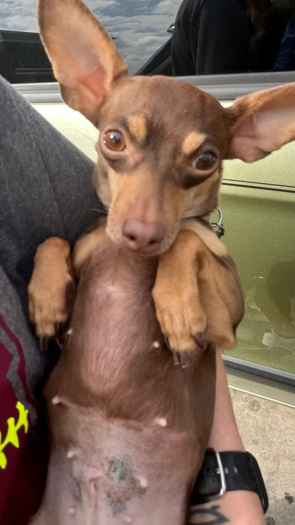 Pixie, Adoptable, Young Female Chihuahua.