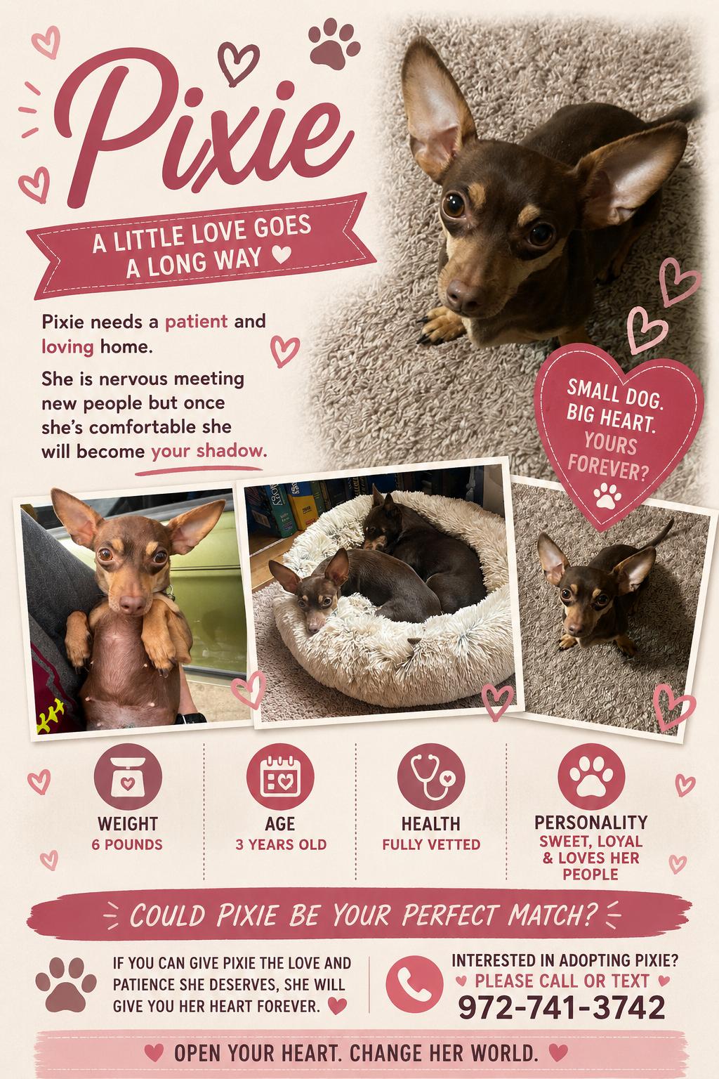 Pixie, a Adoptable Chihuahua in San Antonio, TX image 2/3