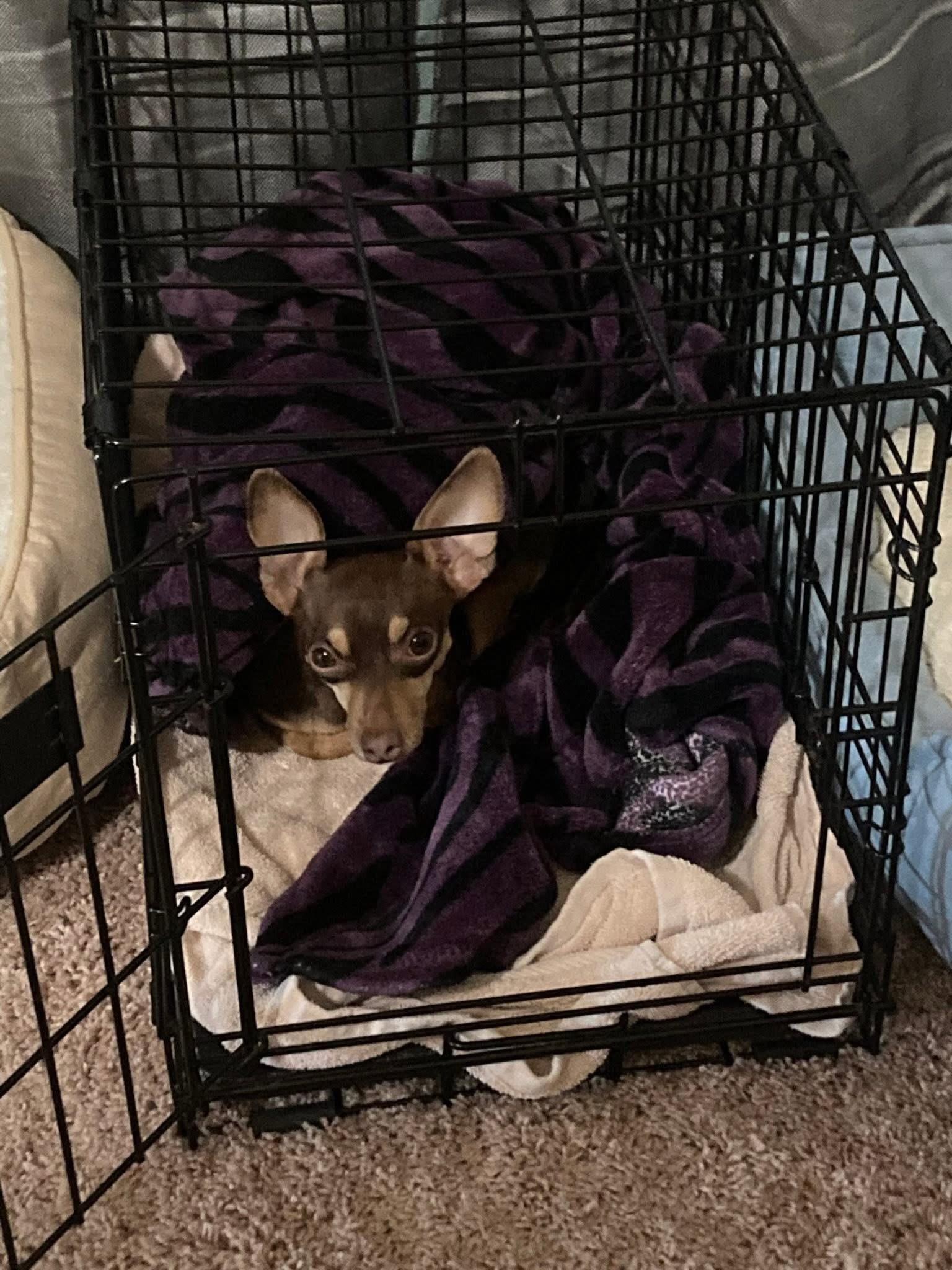 Pixie, a Adoptable Chihuahua in San Antonio, TX image 3/3