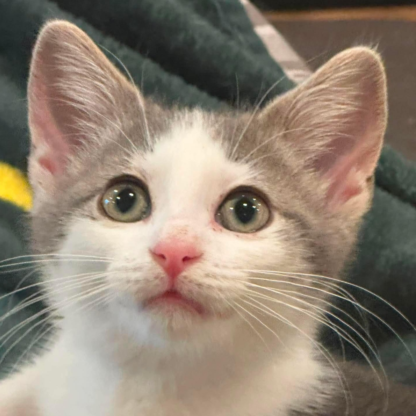 Flower, a ADOPTABLE Domestic Short Hair in Sauk City, WI image 3/3
