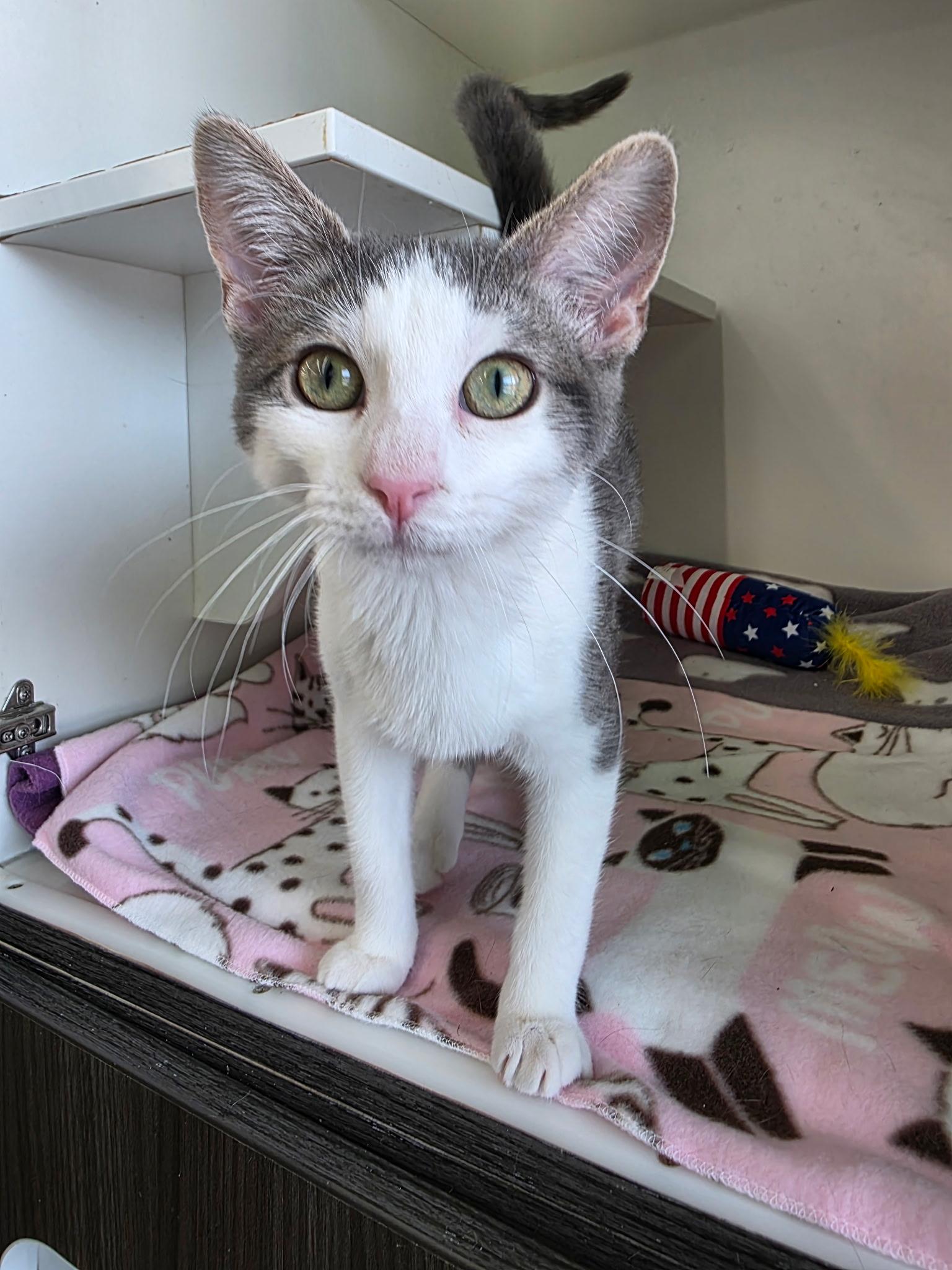 Flower, ADOPTABLE, Kitten Female Domestic Short Hair.