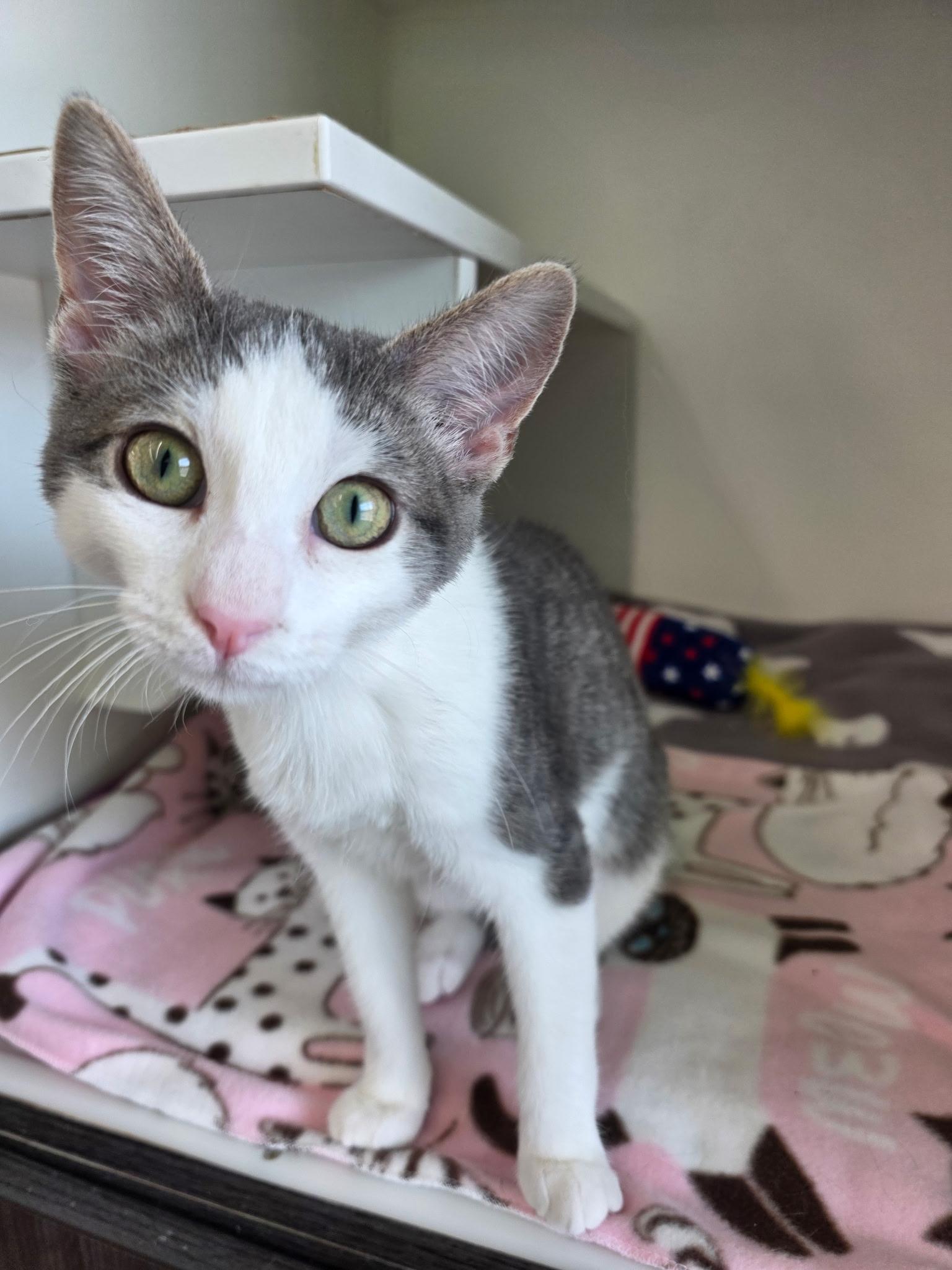 Flower, a ADOPTABLE Domestic Short Hair in Sauk City, WI image 2/3