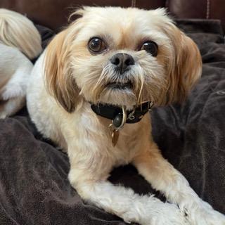 HAZELNUT, an adopted Shih Tzu in Santa Monica, CA image 2/3