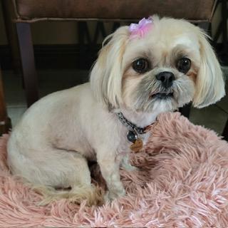 HAZELNUT, adopted, Adult Female Shih Tzu.