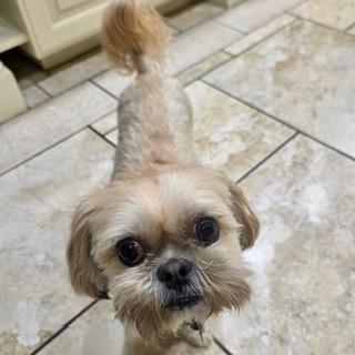 HAZELNUT, an adopted Shih Tzu in Santa Monica, CA image 3/3