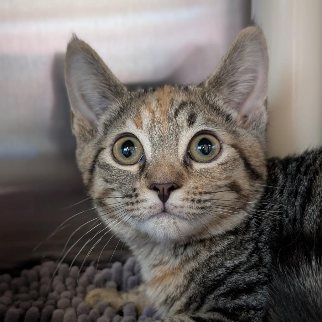 Della, Adoptable, Kitten Female Domestic Short Hair.