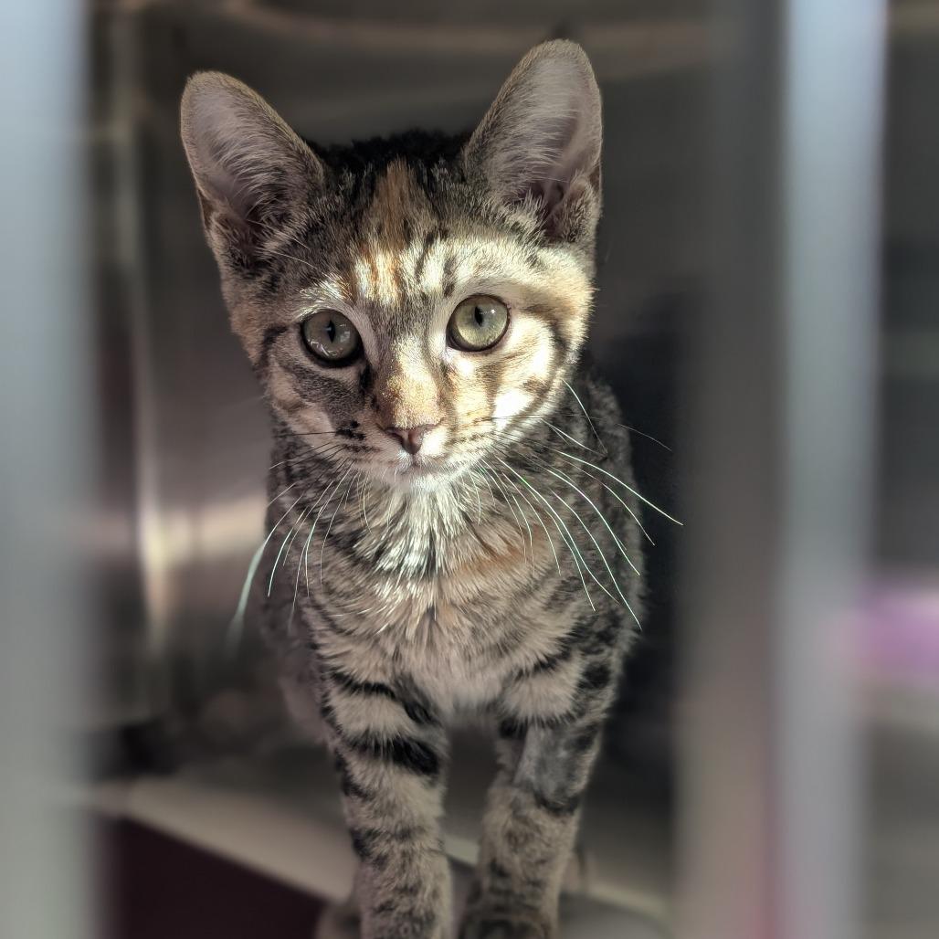 Enlarge Della, a Adoptable Domestic Short Hair in Asheville, NC image 2/4