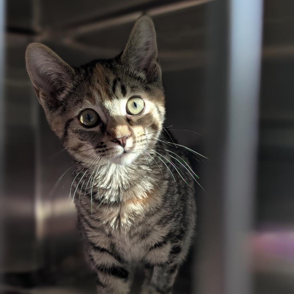 Enlarge Della, a Adoptable Domestic Short Hair in Asheville, NC image 3/4