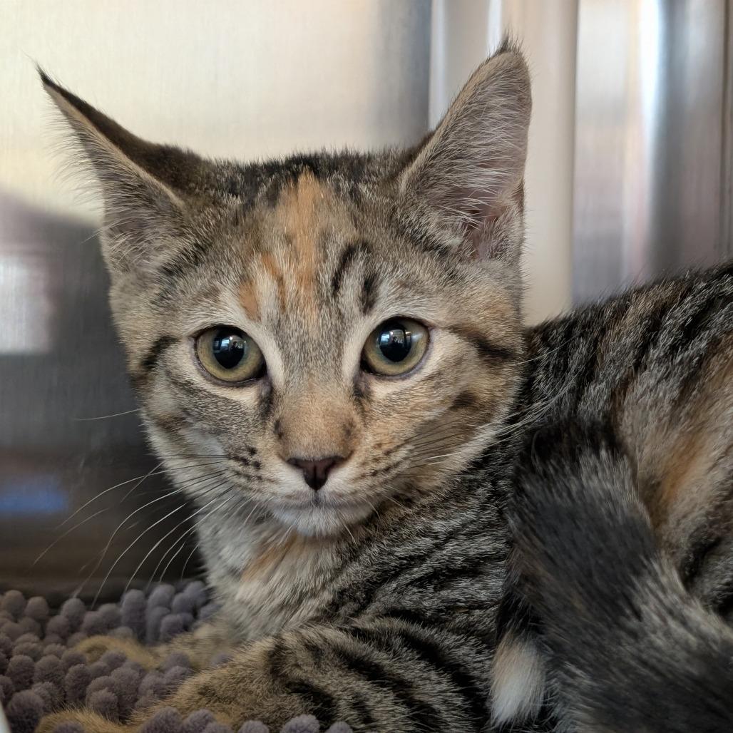 Enlarge Della, a Adoptable Domestic Short Hair in Asheville, NC image 4/4