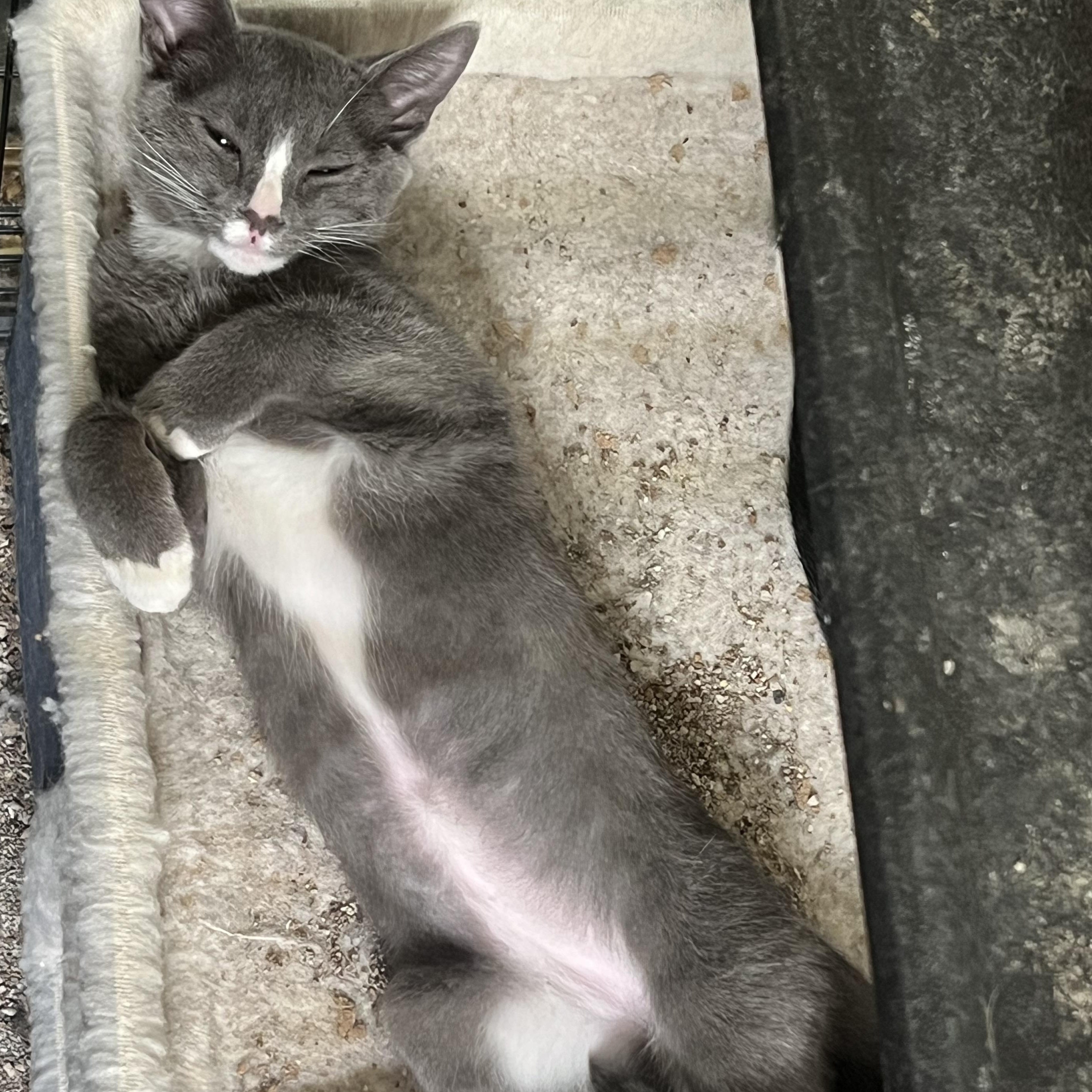 Sweet Boy U, a Adoptable Domestic Short Hair in Glendora, CA image 4/5