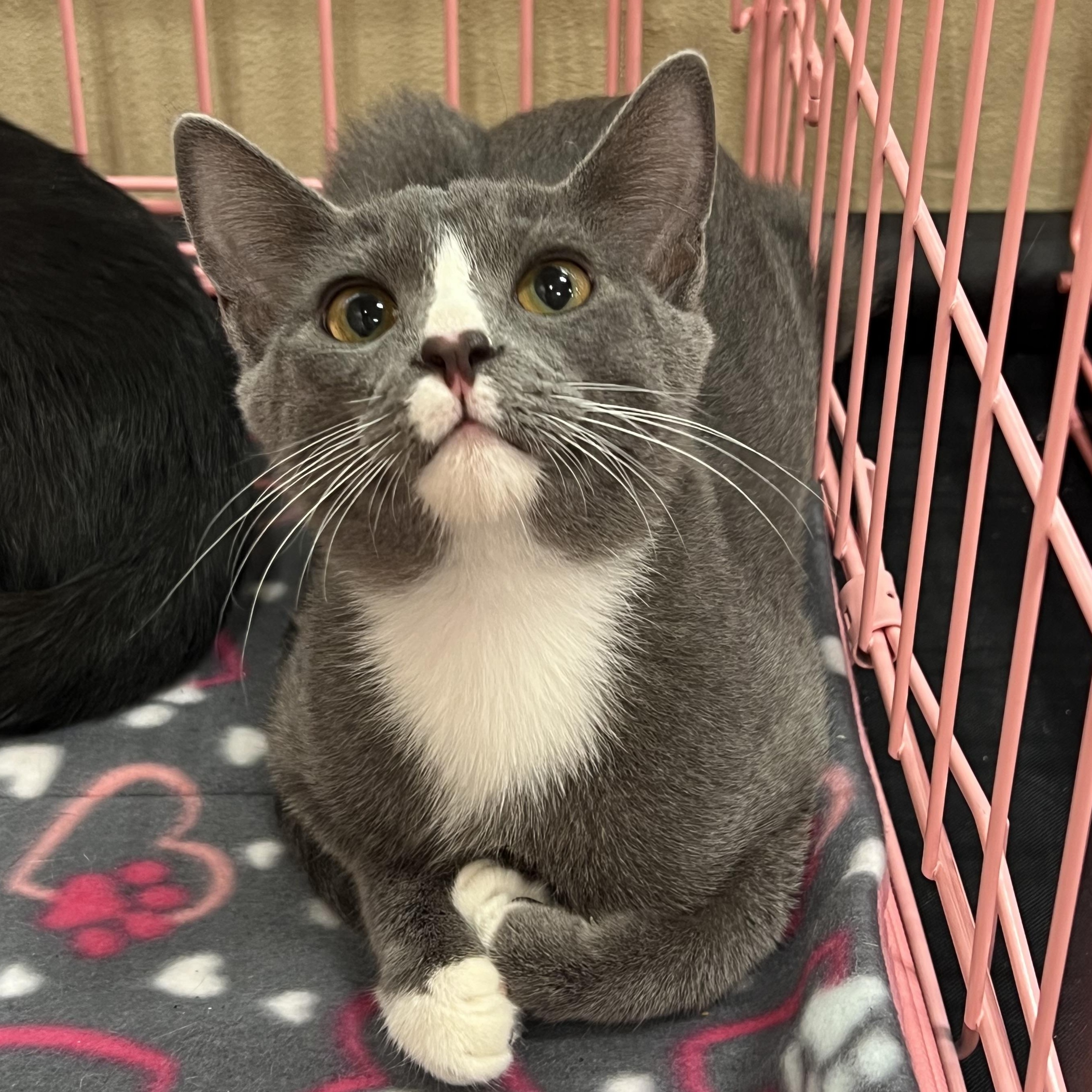 Sweet Boy U, a Adoptable Domestic Short Hair in Glendora, CA image 2/5