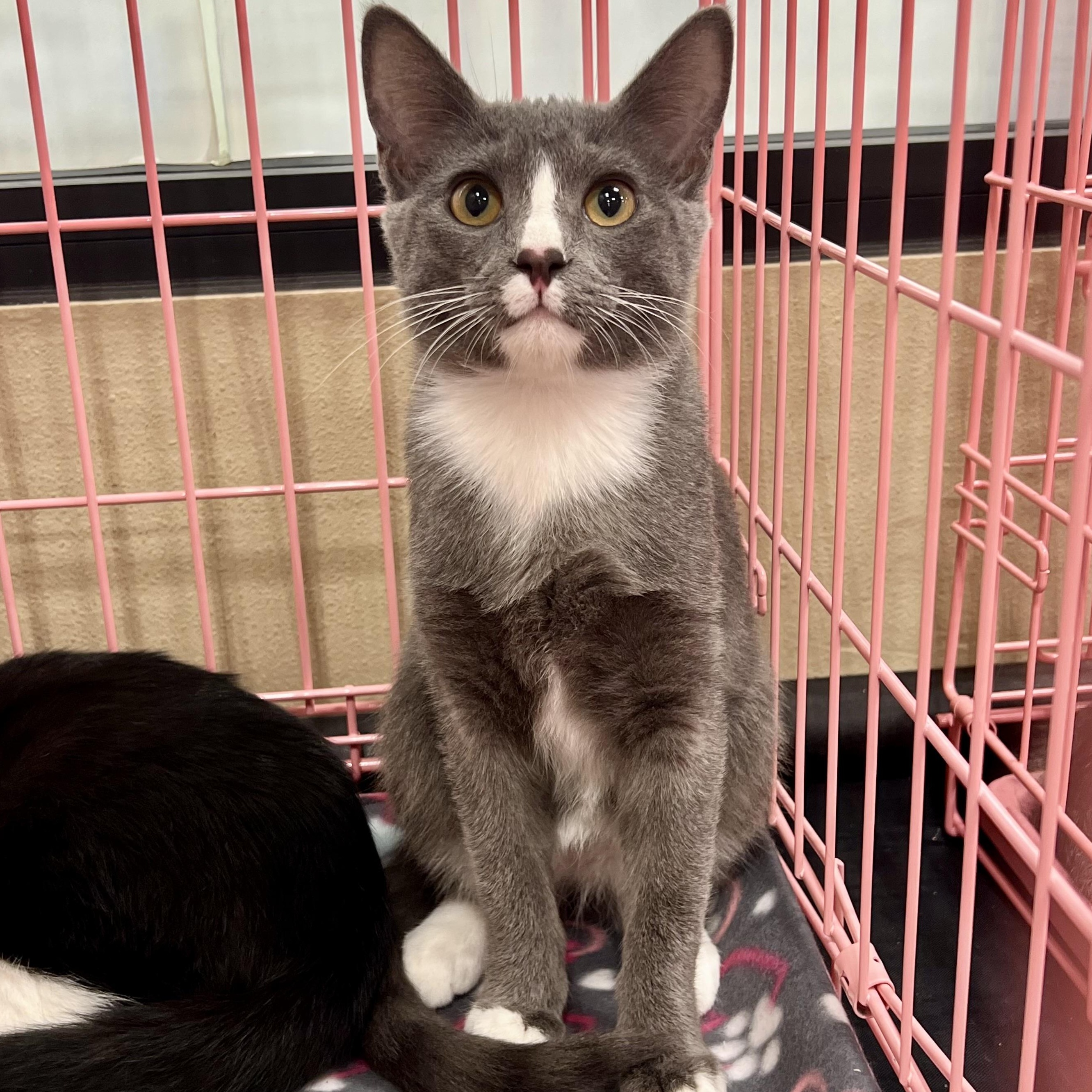 Sweet Boy U, a Adoptable Domestic Short Hair in Glendora, CA image 1/5