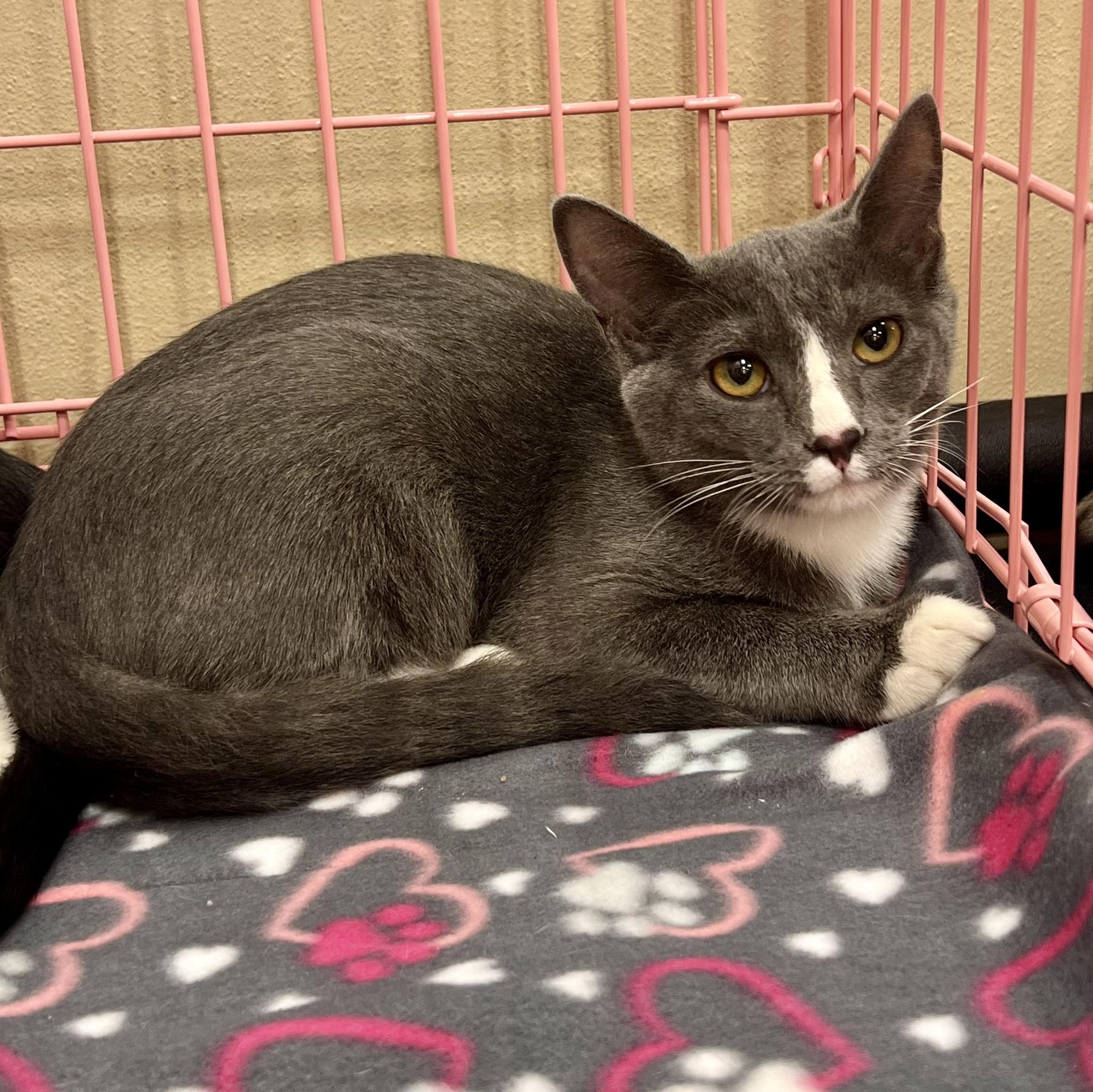 Sweet Boy U, a Adoptable Domestic Short Hair in Glendora, CA image 3/5
