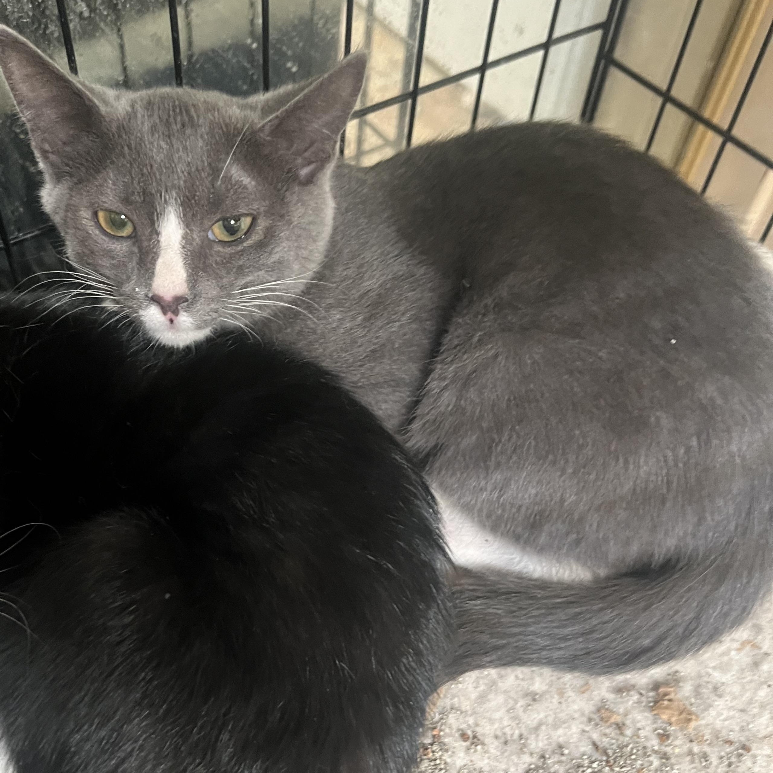 Sweet Boy U, a Adoptable Domestic Short Hair in Glendora, CA image 5/5