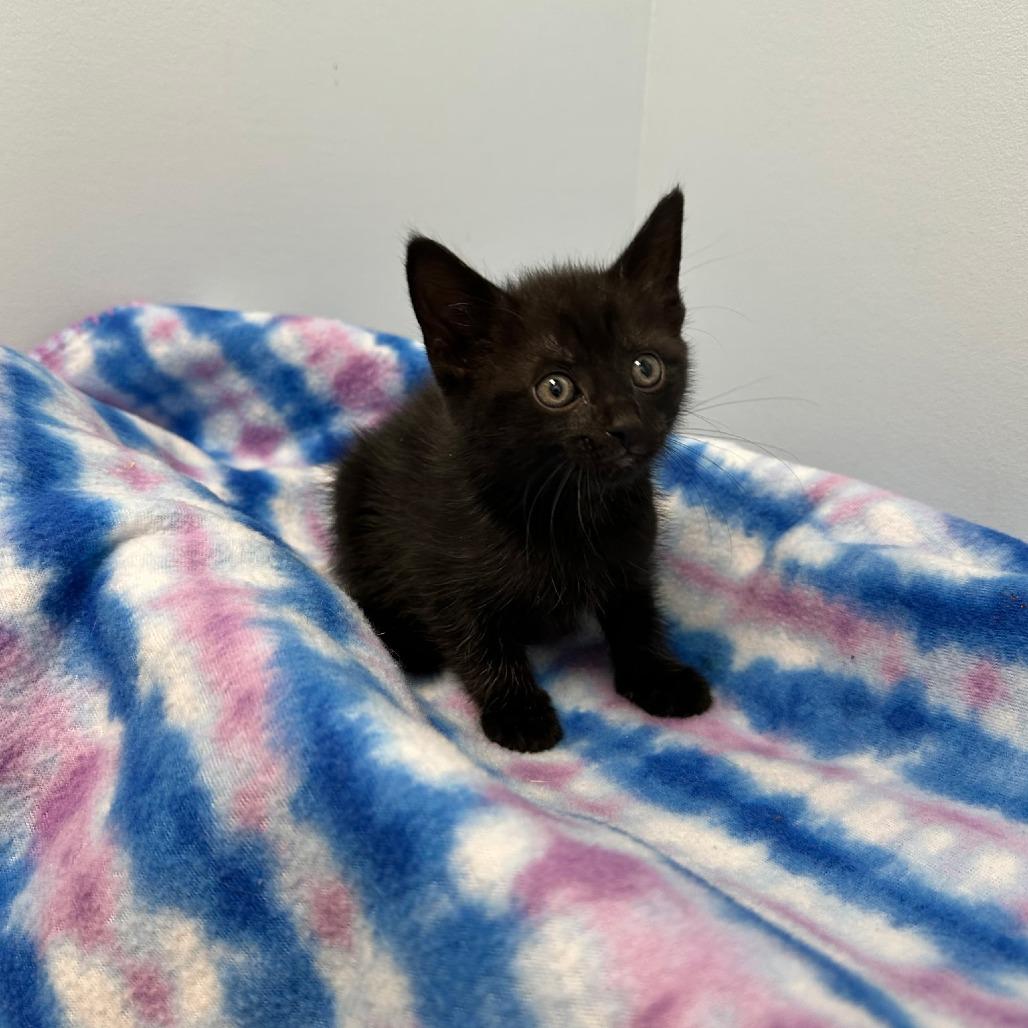 Shania Twain, Adoptable, Young Female Domestic Short Hair.