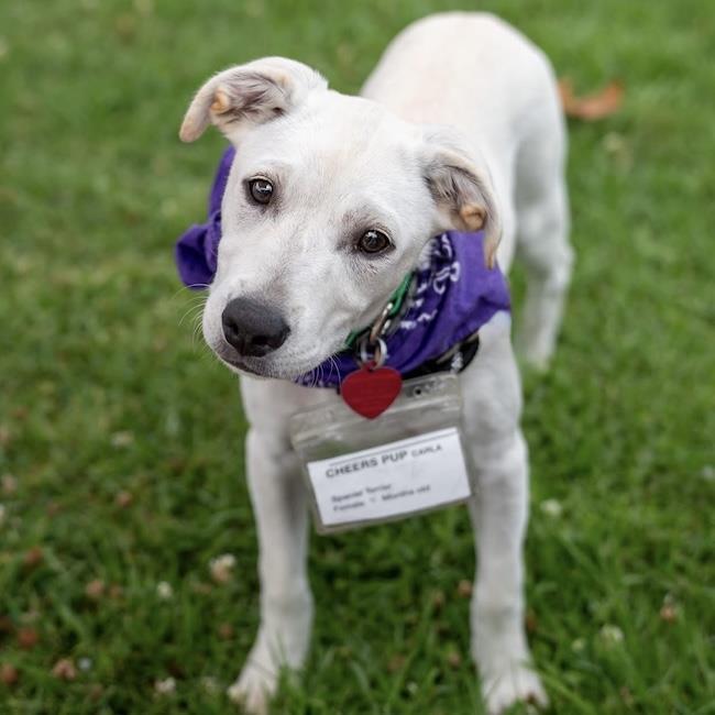 Cheers Pup - Carla, a Adoptable mixed breed in San Diego, CA image 1/3