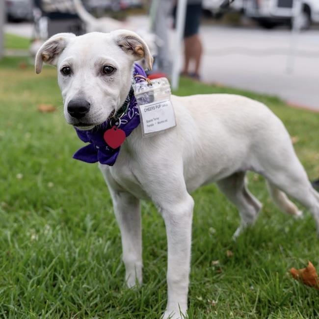 Cheers Pup - Carla, a Adoptable mixed breed in San Diego, CA image 2/3