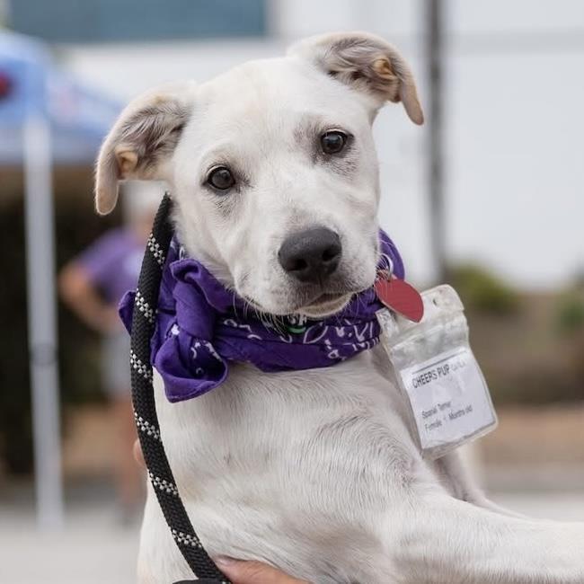 Cheers Pup - Carla, a Adoptable mixed breed in San Diego, CA image 3/3