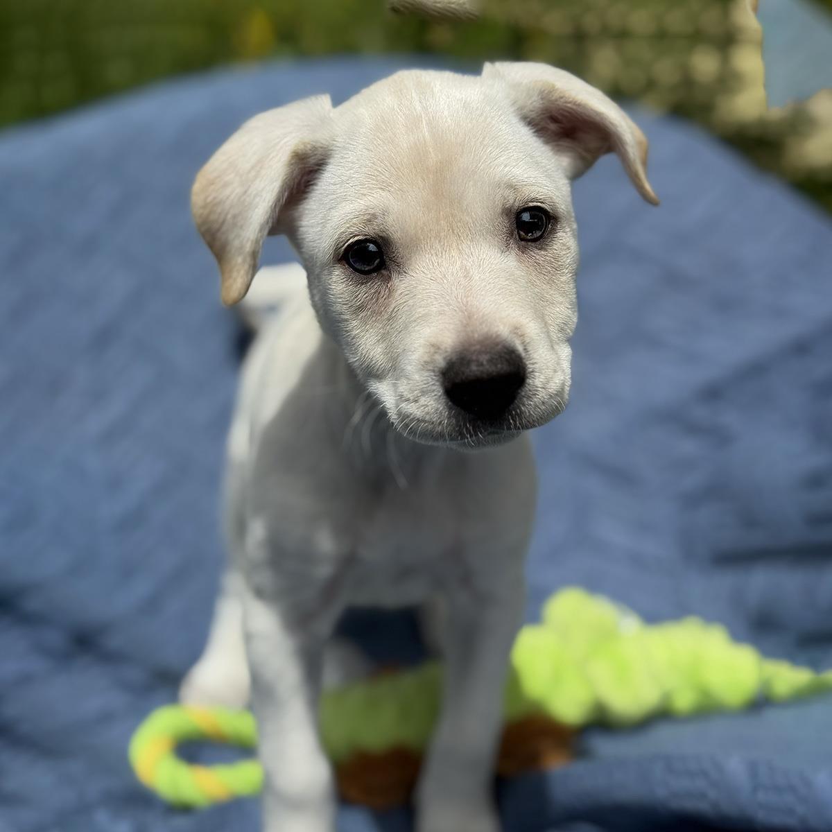 Enlarge Cheers Pup - Carla, a Adoptable mixed breed in San Diego, CA image 1/3