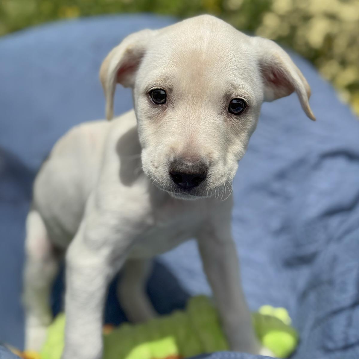 Enlarge Cheers Pup - Carla, a Adoptable mixed breed in San Diego, CA image 2/3