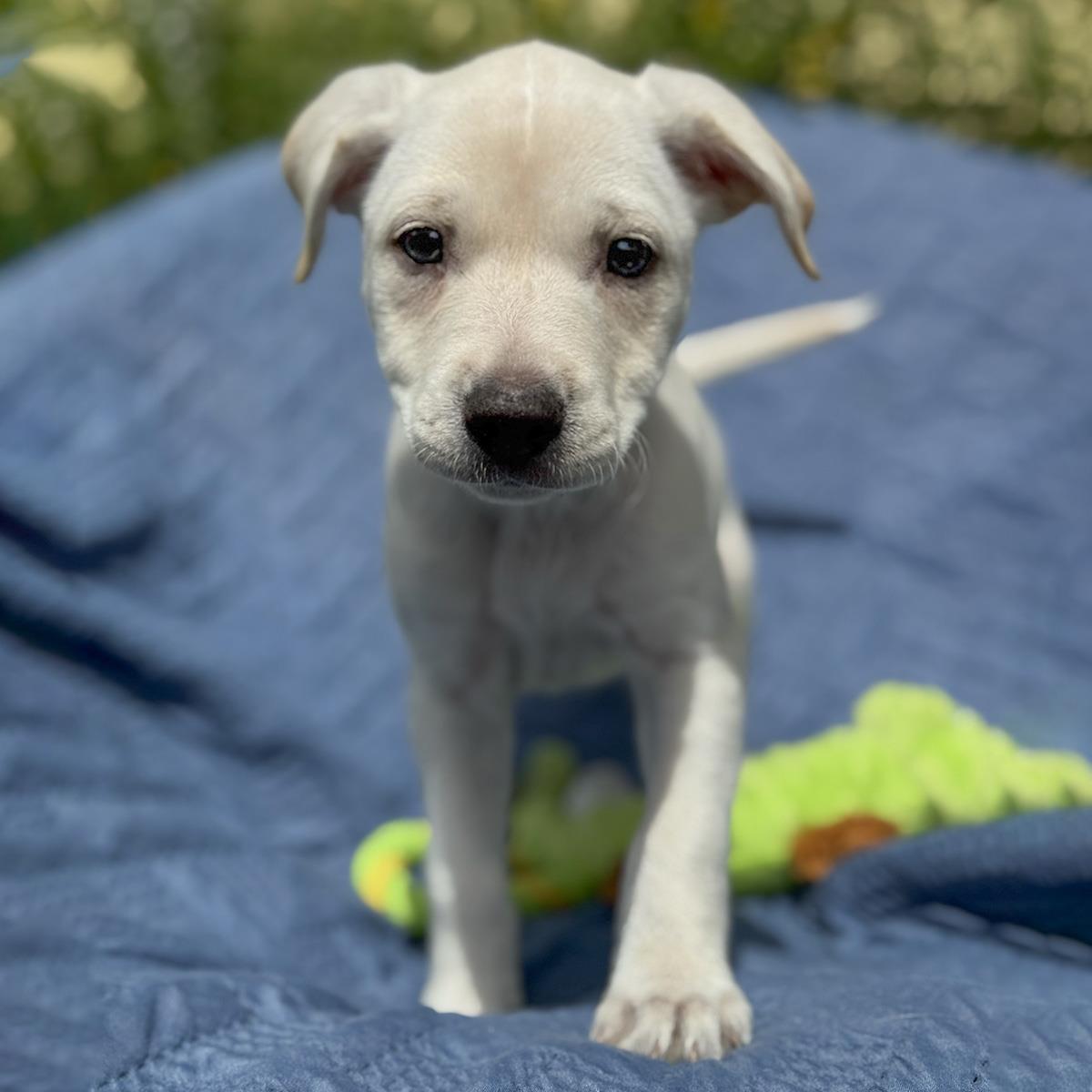 Enlarge Cheers Pup - Carla, a Adoptable mixed breed in San Diego, CA image 3/3