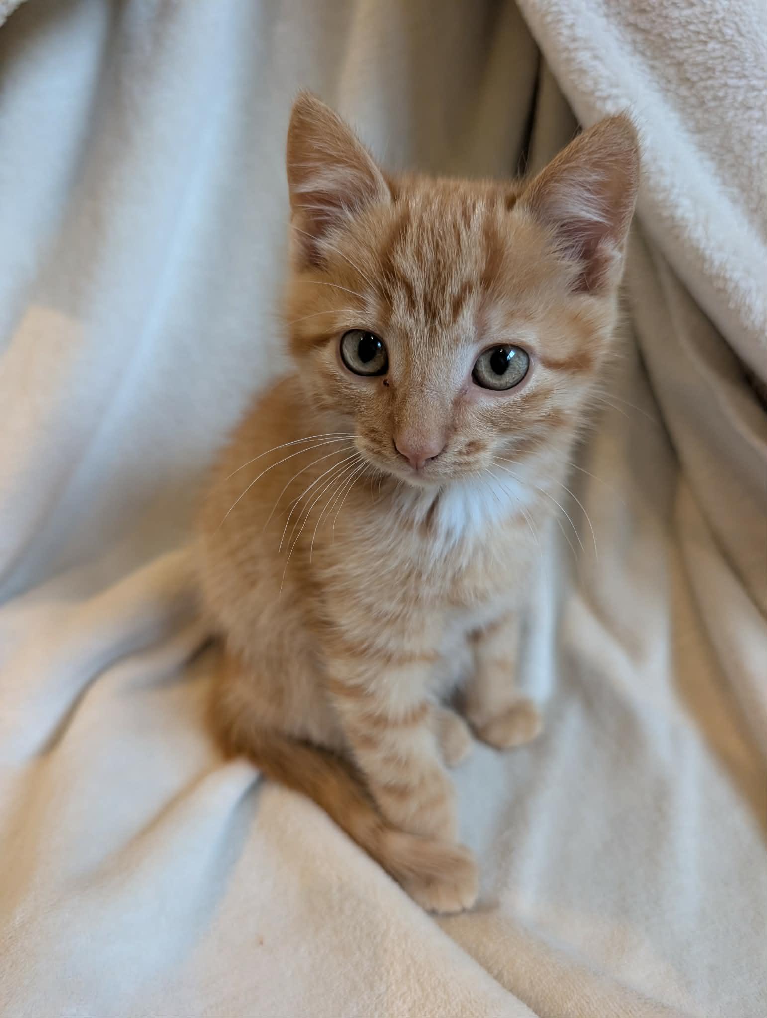 Gecko -Preadoption ONLY, Adoptable, Kitten Male Domestic Short Hair.