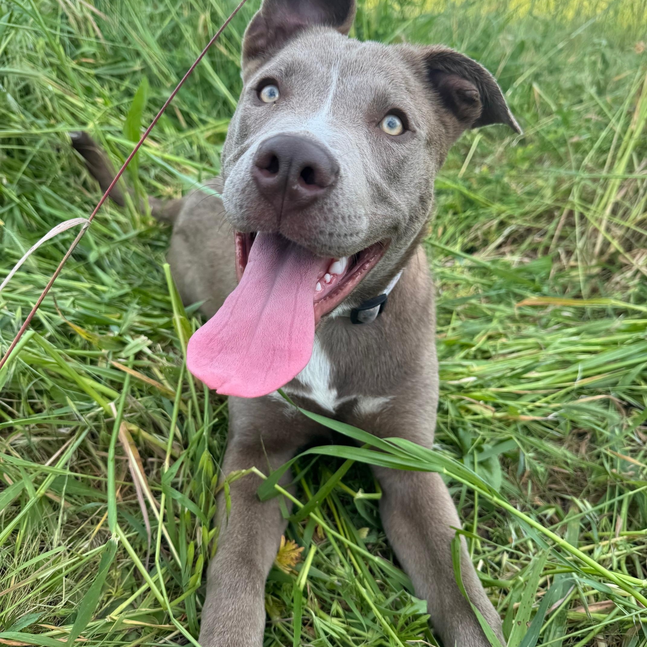Enlarge Leo, a ADOPTABLE mixed breed in Petaluma, CA image 4/6