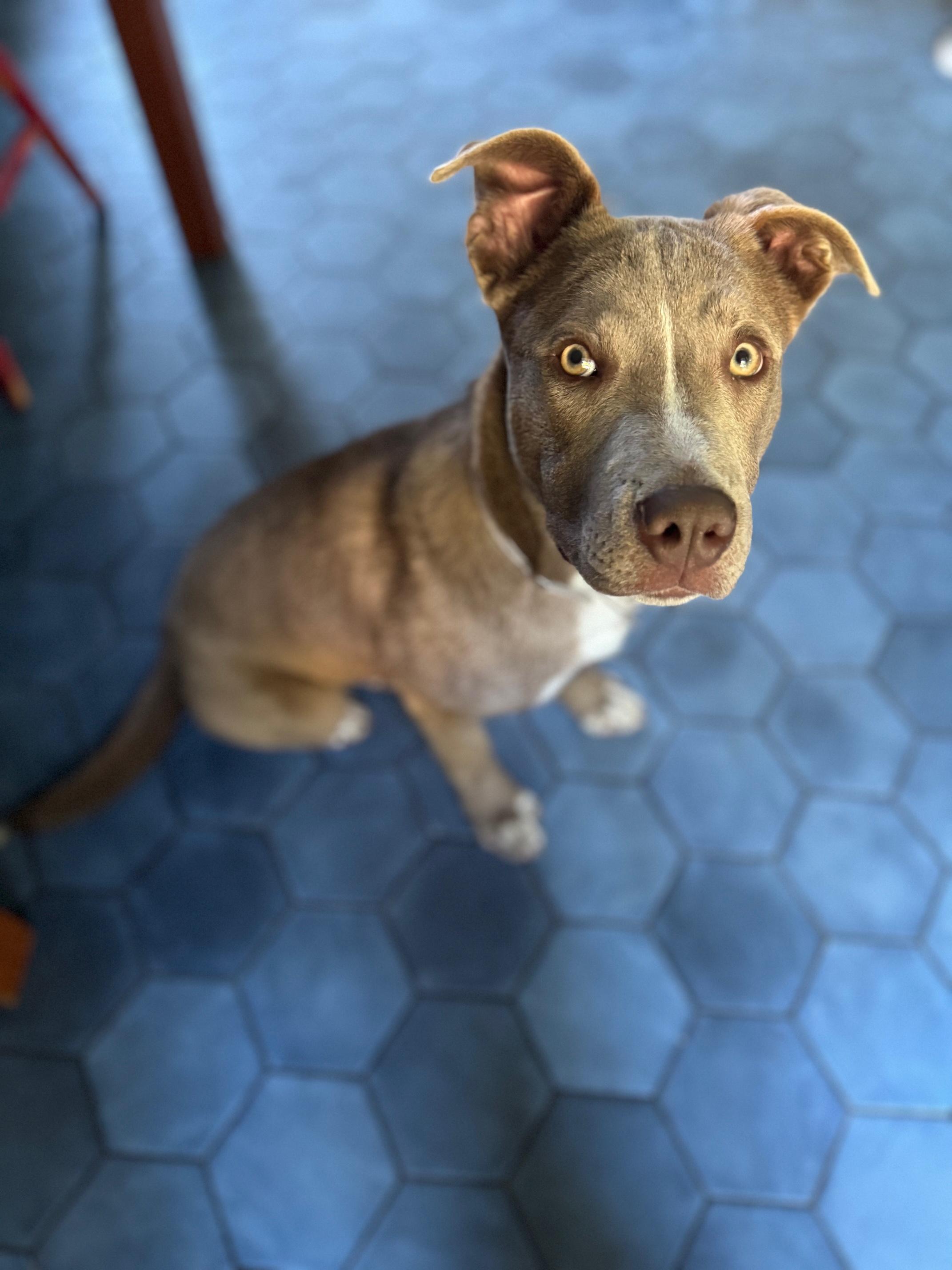 Enlarge Leo, a ADOPTABLE mixed breed in Petaluma, CA image 5/6