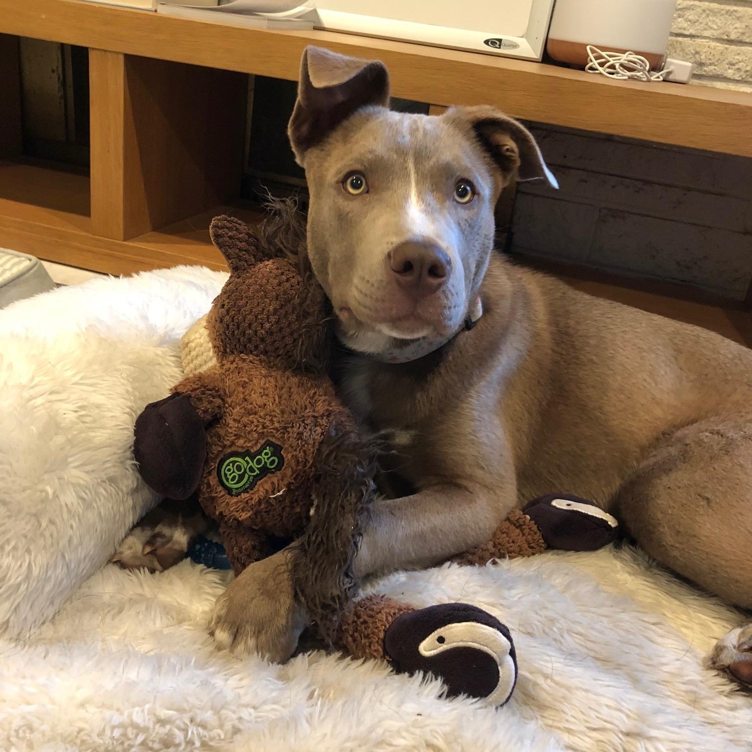 Enlarge Leo, a ADOPTABLE mixed breed in Petaluma, CA image 3/6