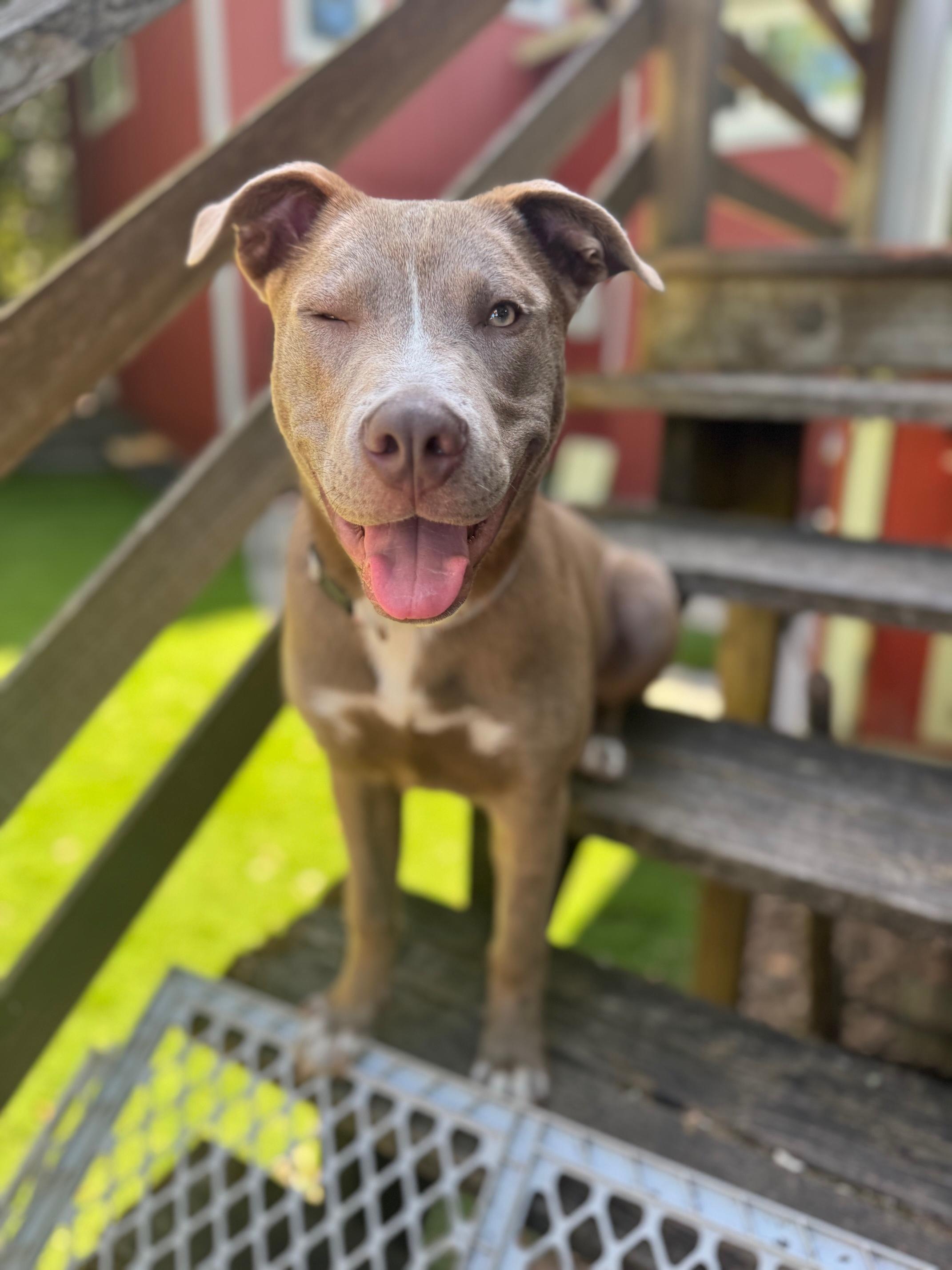 Leo, ADOPTABLE, Puppy Male Pit Bull Terrier & Husky.