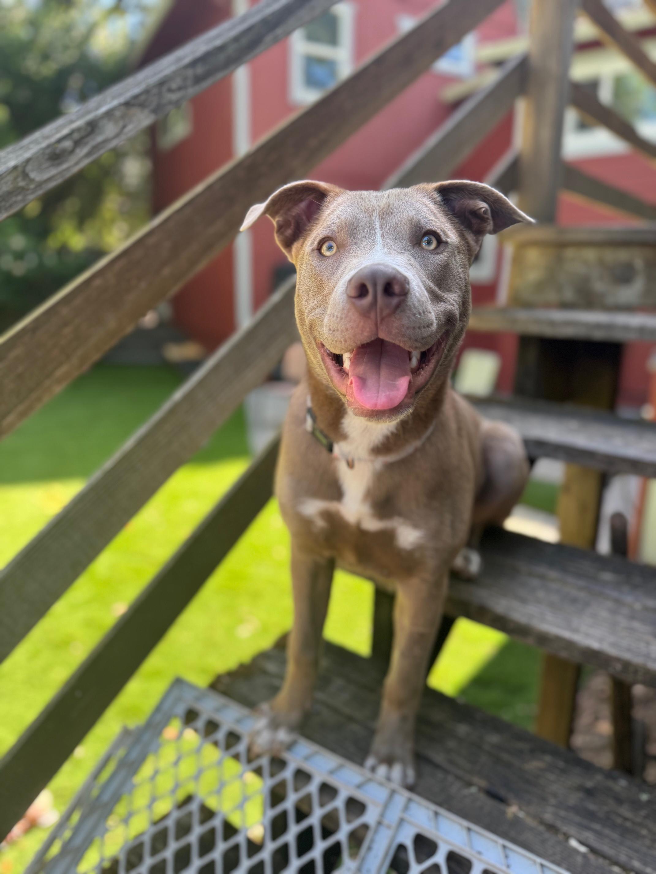 Enlarge Leo, a ADOPTABLE mixed breed in Petaluma, CA image 6/6