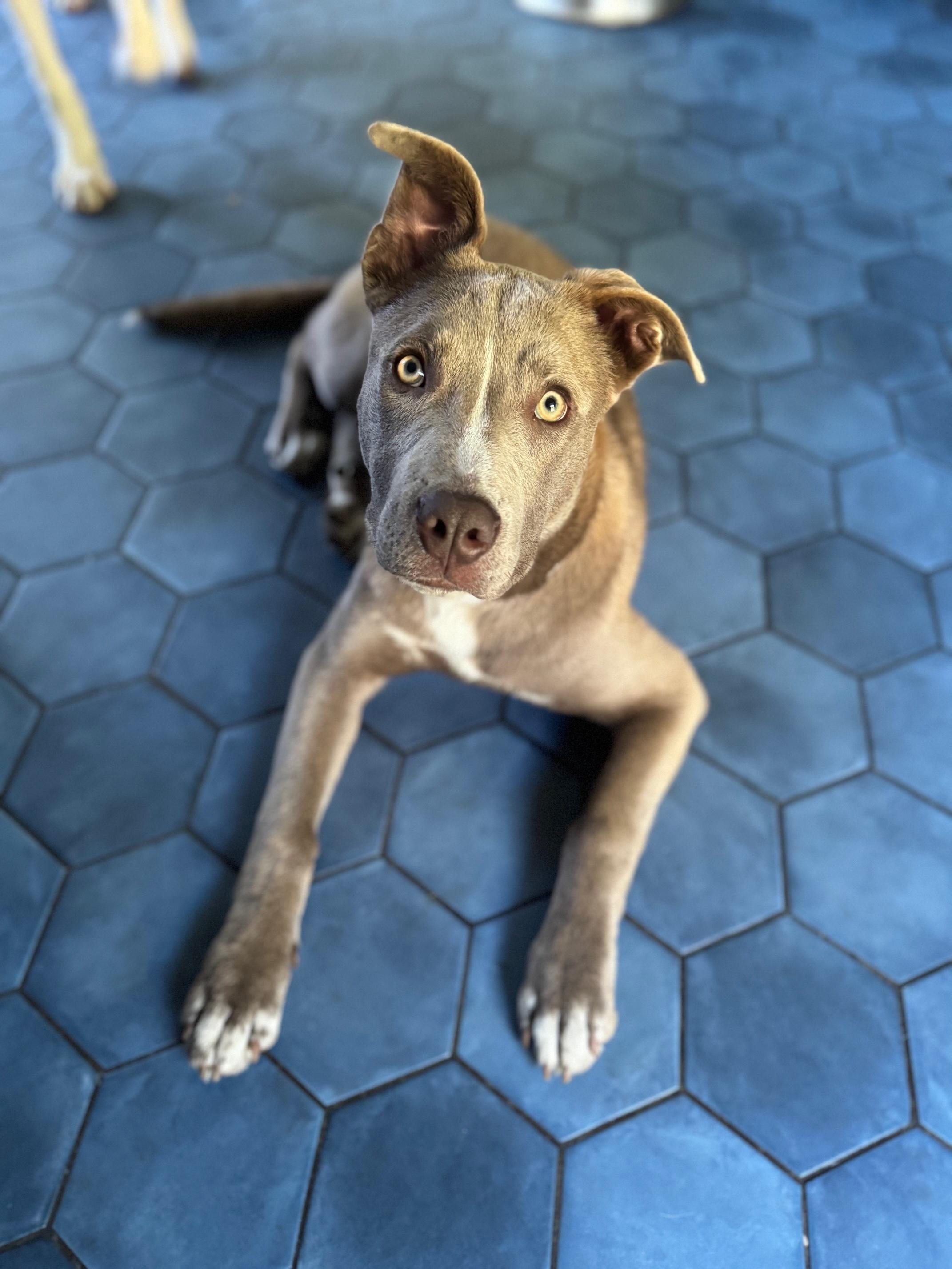 Enlarge Leo, a ADOPTABLE mixed breed in Petaluma, CA image 2/6