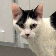 Enlarge Flash, a Adoptable Domestic Short Hair in Yankton, SD image 1/5