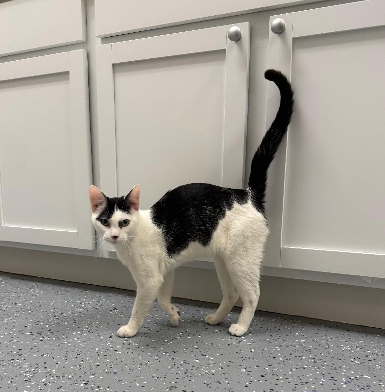 Flash, Adoptable, Young Male Domestic Short Hair.