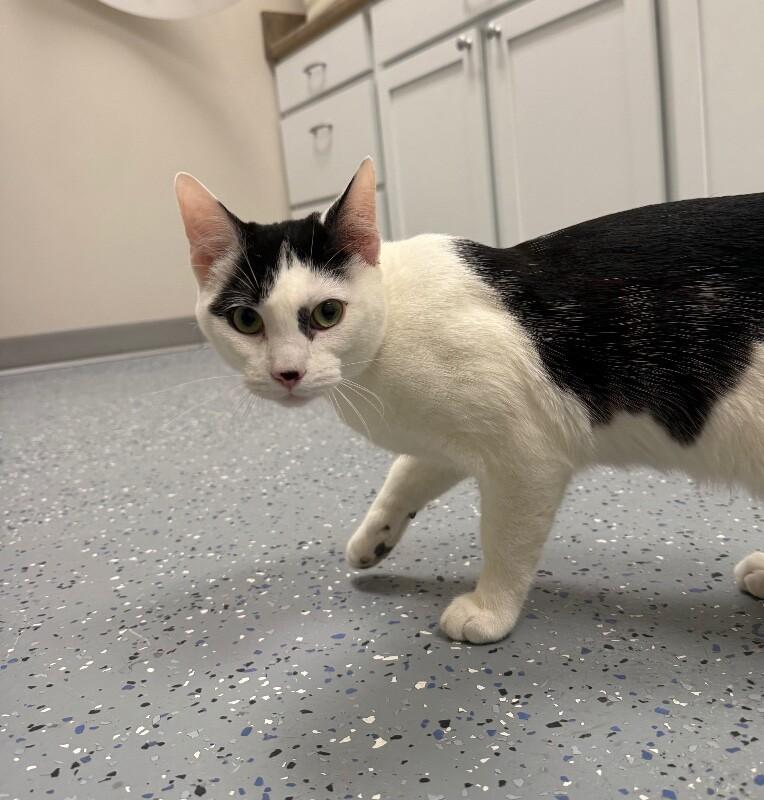 Enlarge Flash, a Adoptable Domestic Short Hair in Yankton, SD image 3/5