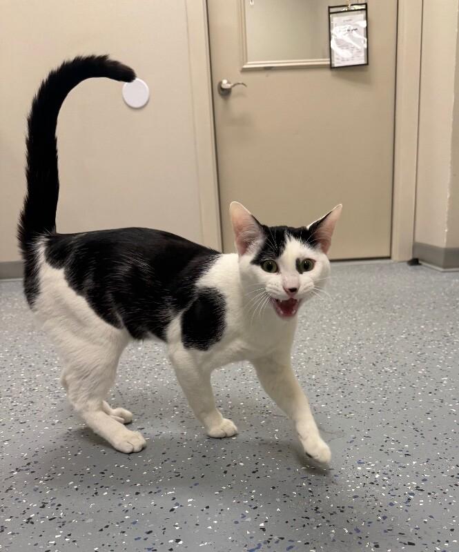 Enlarge Flash, a Adoptable Domestic Short Hair in Yankton, SD image 4/5