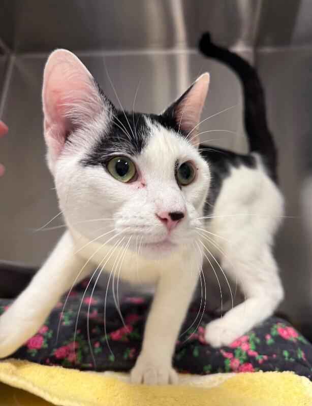 Enlarge Flash, a Adoptable Domestic Short Hair in Yankton, SD image 5/5