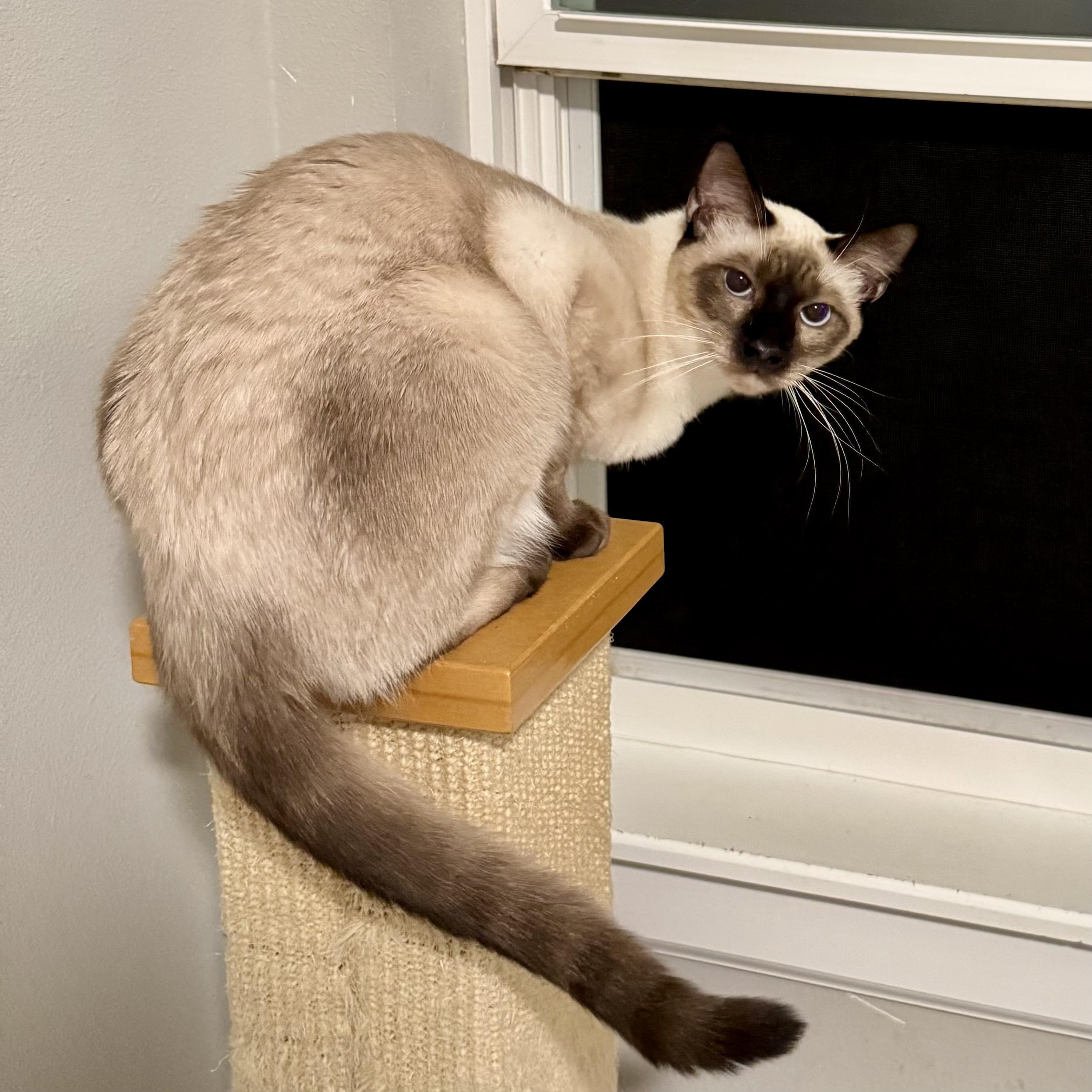 Fleck, an adoptable Siamese in Tulsa, OK, 74135 | Photo Image 4