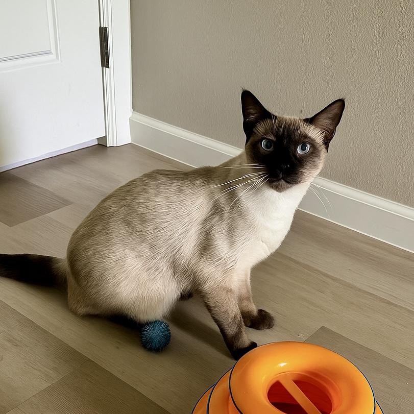 Fleck, an adoptable Siamese in Tulsa, OK, 74135 | Photo Image 1