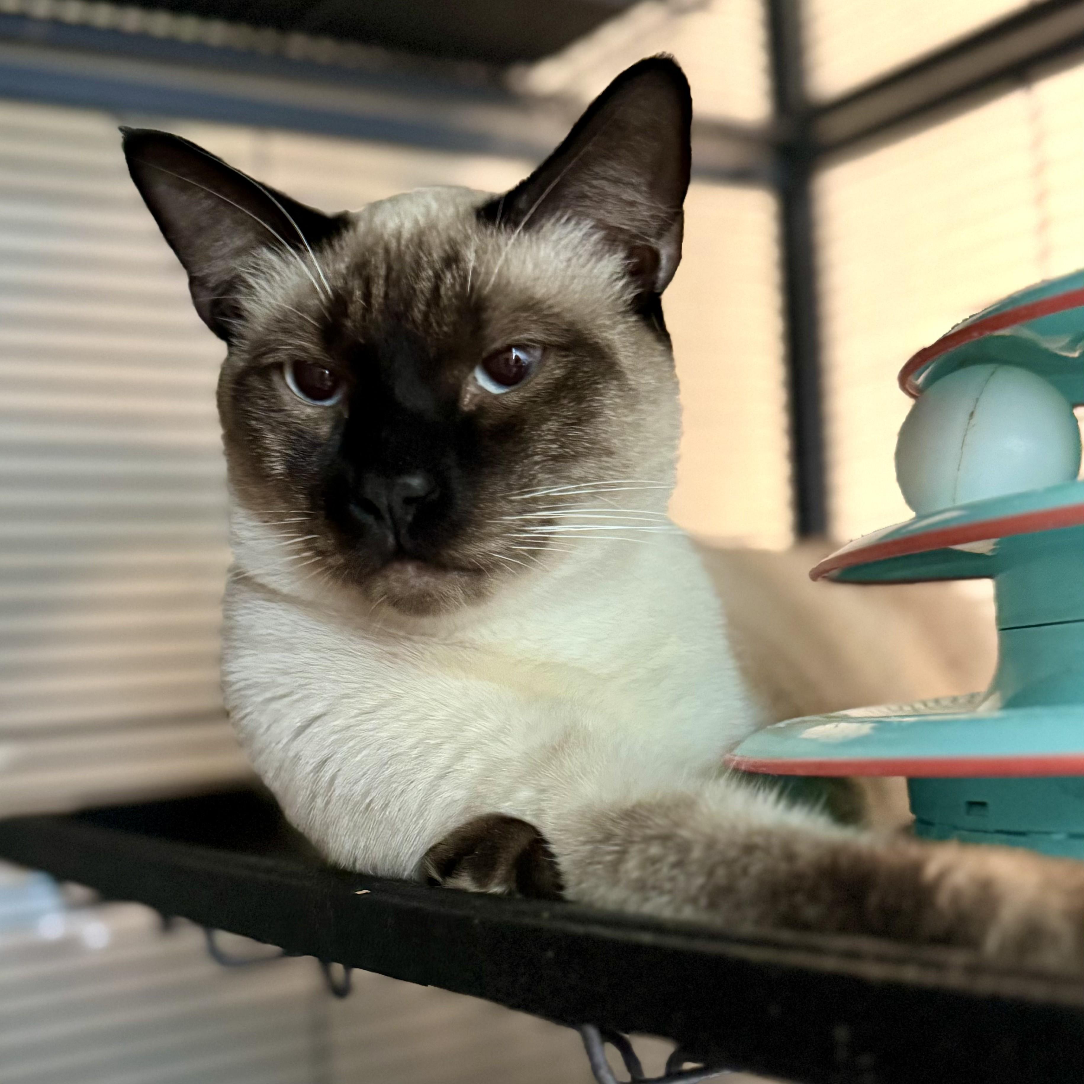 Fleck, an adoptable Siamese in Tulsa, OK, 74135 | Photo Image 2