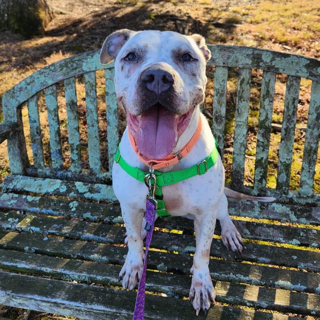 Snow, Adoptable, Adult Female Pit Bull Terrier.