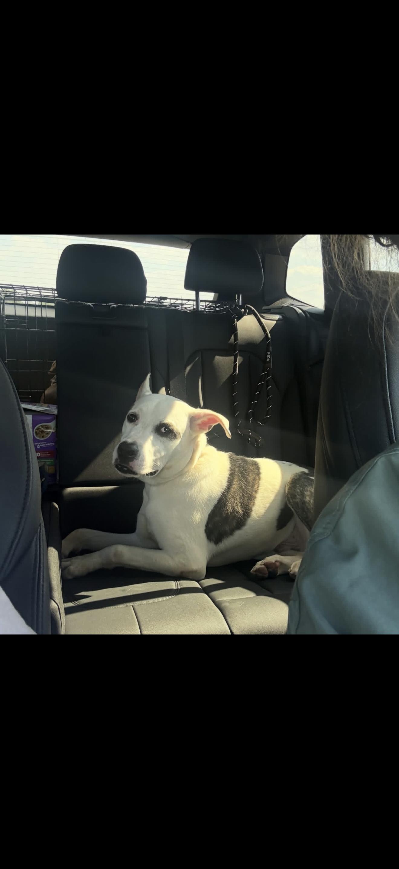 DIESEL (BNY), a Adoptable mixed breed in Boston, NY image 2/5