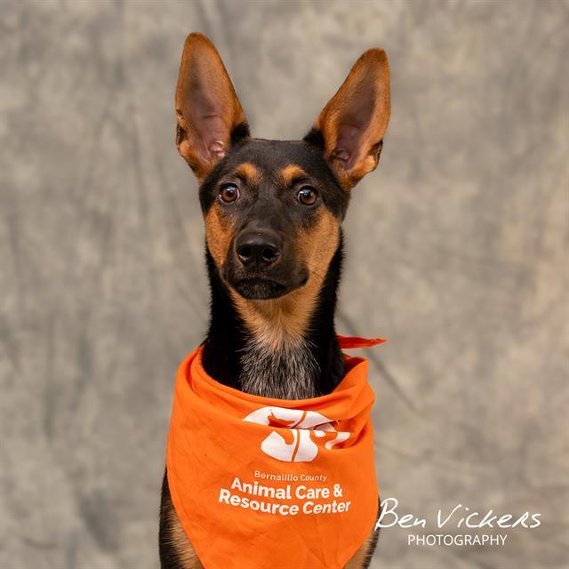 Enlarge RANNDA, a Adoptable mixed breed in Albuquerque, NM image 1/1