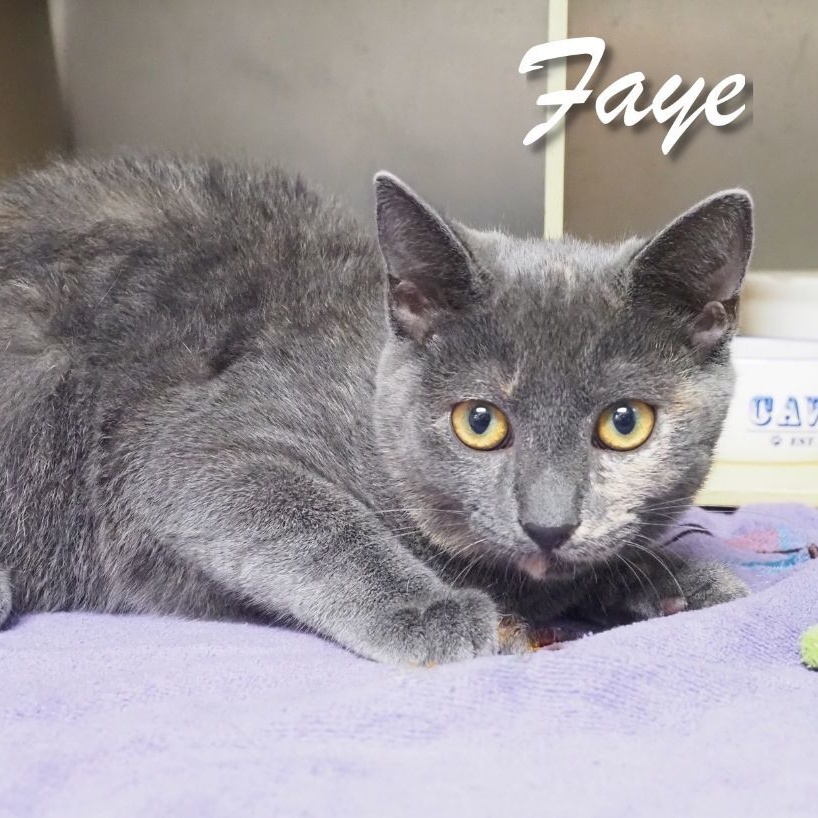 Faye  (Barncat)