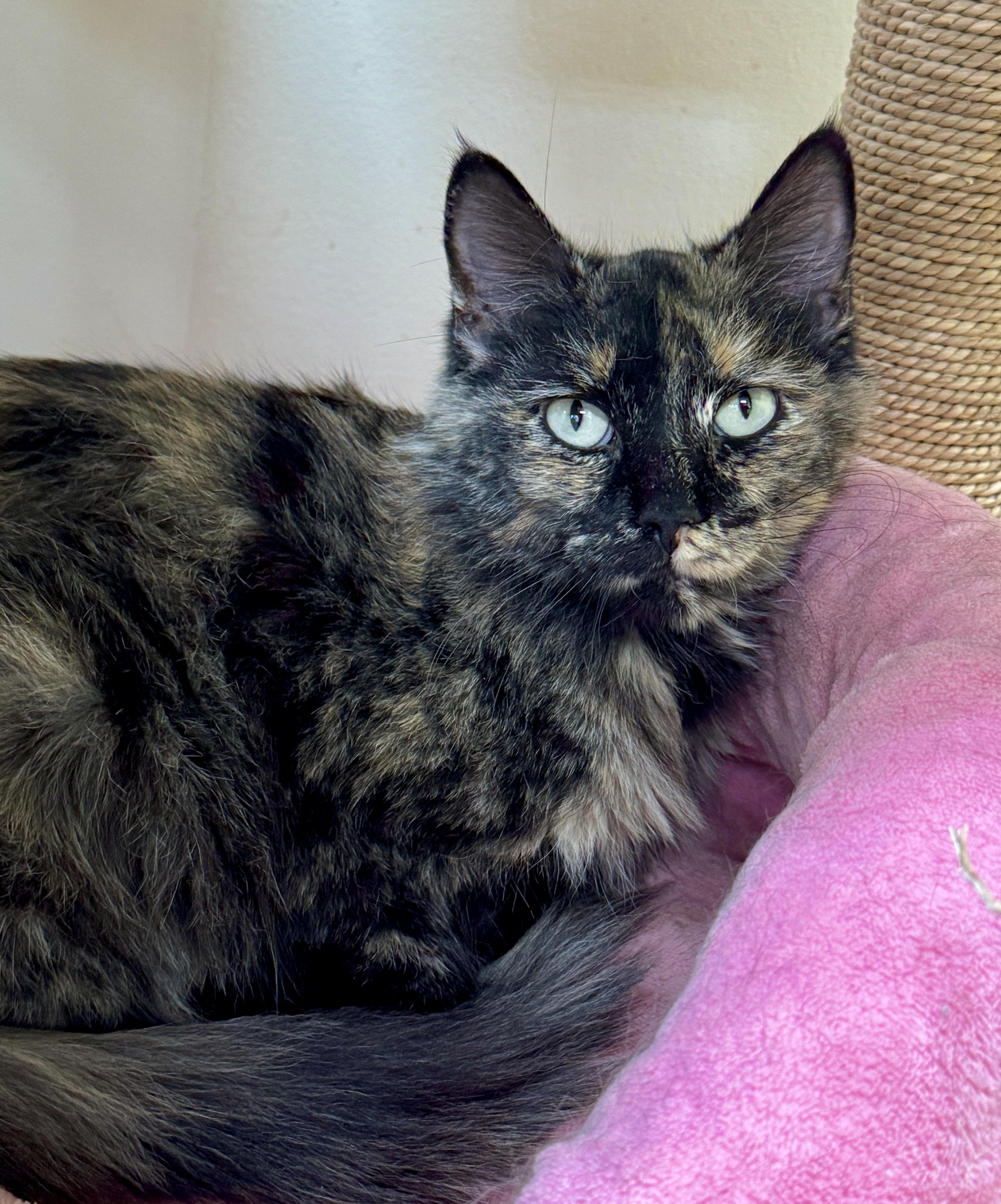 Xena (Pretty Woman, walking down…), an adopted mixed breed in Houston, TX image 3/6