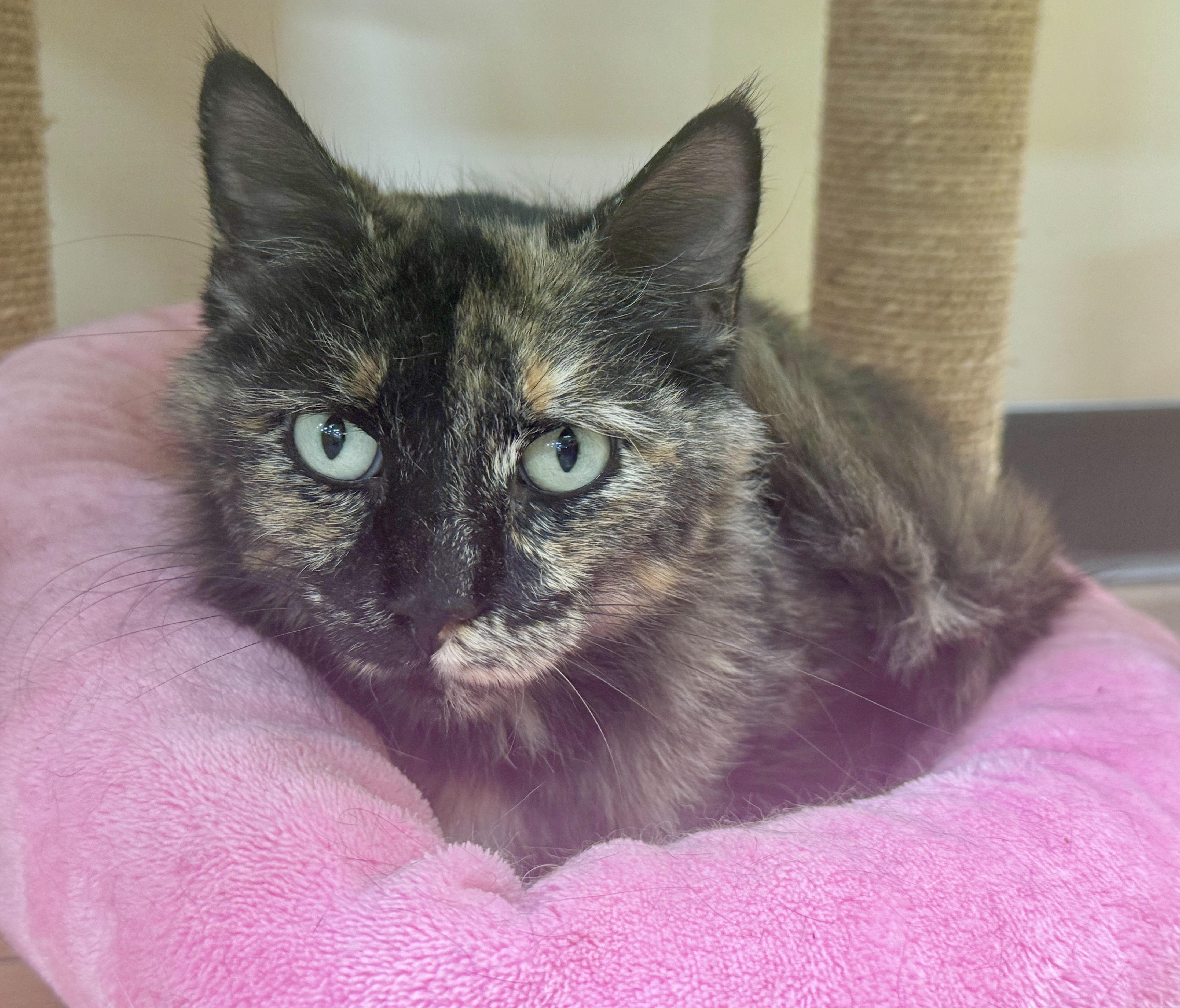 Xena (Pretty Woman, walking down…), an adopted mixed breed in Houston, TX image 2/6