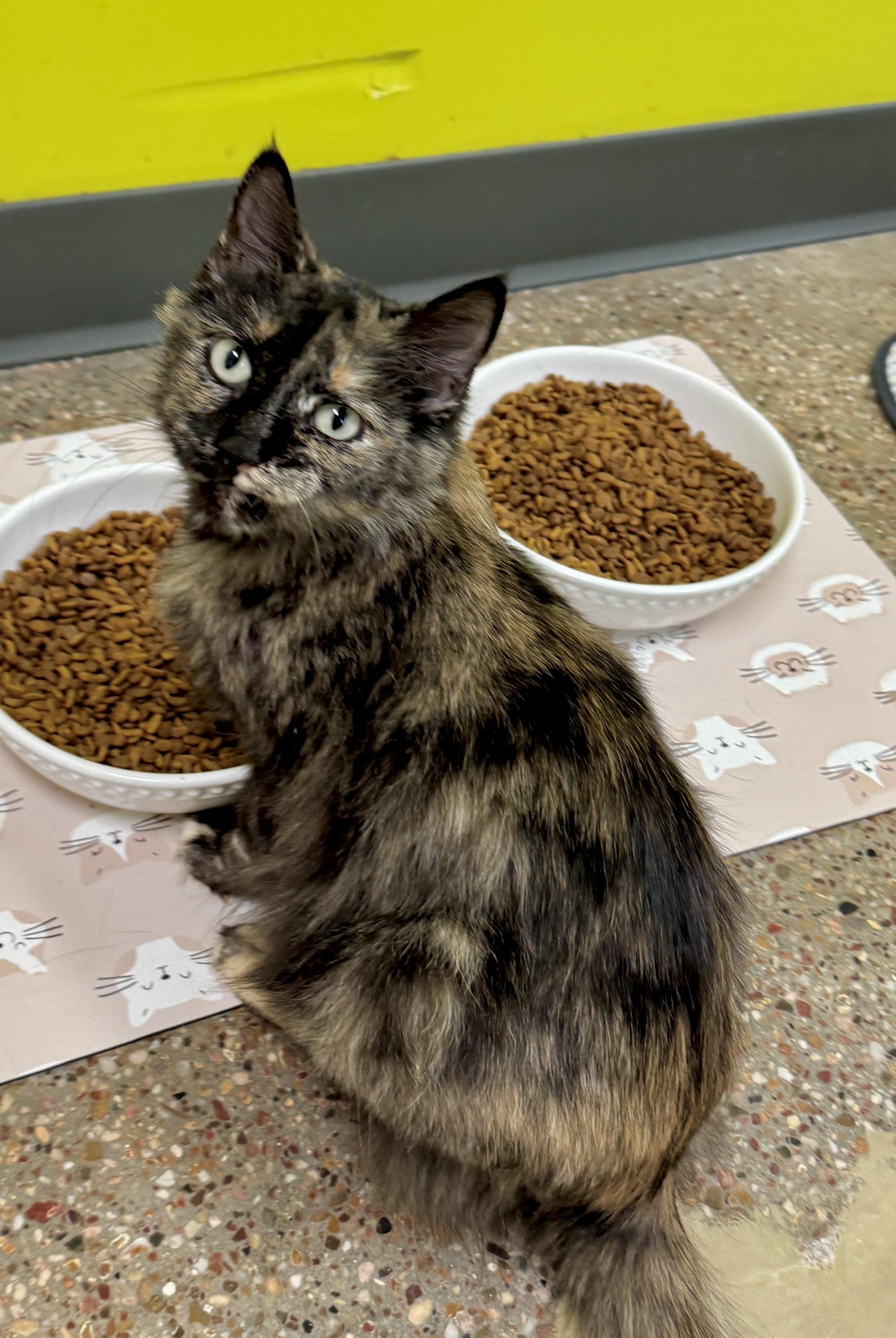 Xena (Pretty Woman, walking down…), adopted, Young Female Domestic Long Hair & Domestic Short Hair.